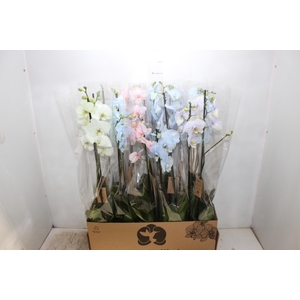 PHALAENOPSIS MULTICOLOR P12 2 HT