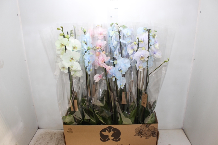 <h4>PHALAENOPSIS MULTICOLOR P12 2 HT</h4>