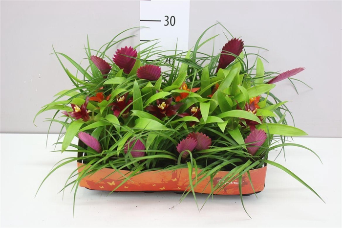 <h4>Bromelia Gemengd Mini</h4>