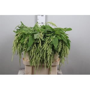 Amar Ca Green Pearls