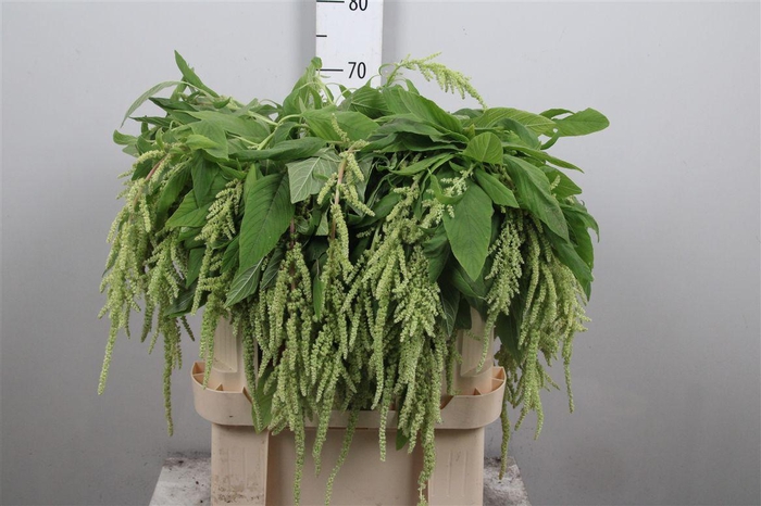 <h4>Amar Ca Green Pearls</h4>