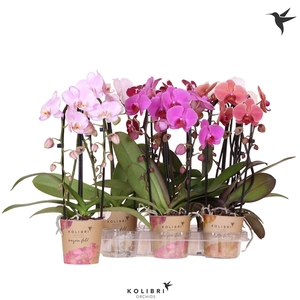 Phalaenopsis Elegant Cascade