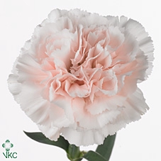 Dianthus St Signorelli
