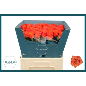 R GR CLARENCE+ GLAMOUR