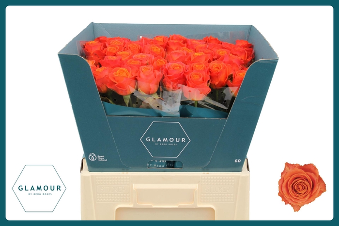 <h4>R GR CLARENCE+ GLAMOUR</h4>