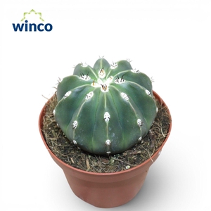 Melocactus Maxonii