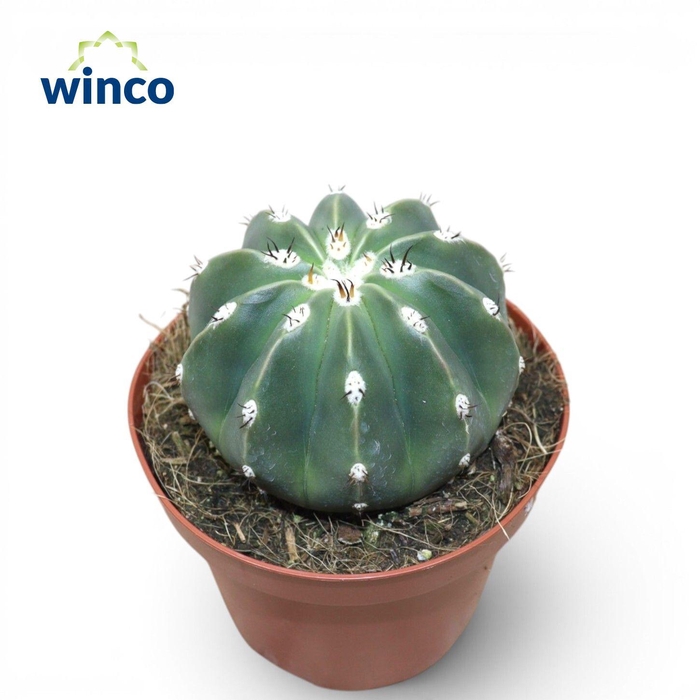 <h4>Melocactus Maxonii</h4>