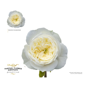 Rosa Garden Snow Diamond