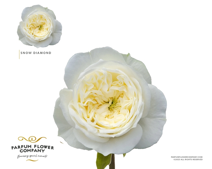 <h4>Rosa Garden Snow Diamond</h4>