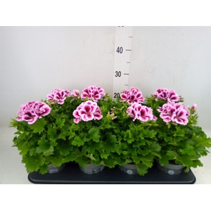 Pelargonium gran.   ..