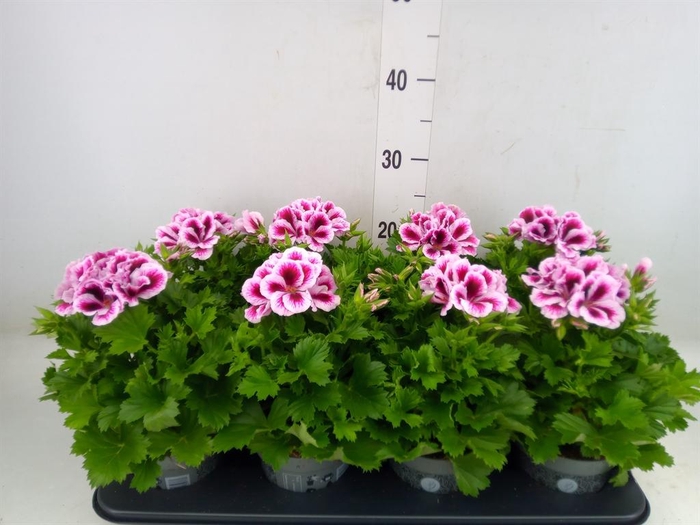 <h4>Pelargonium gran.   ..</h4>