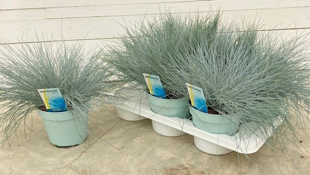 <h4>FEST GL INTENSE BLUE</h4>