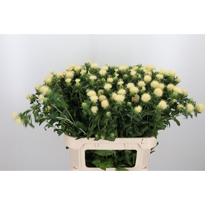 Carthamus Tinctorius White