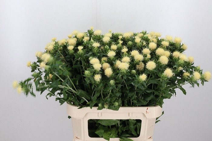 <h4>Carthamus Tinctorius White</h4>