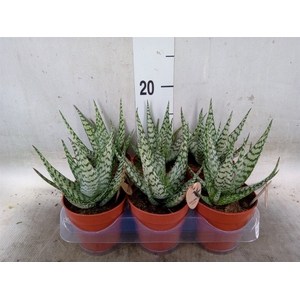 Aloe   ...