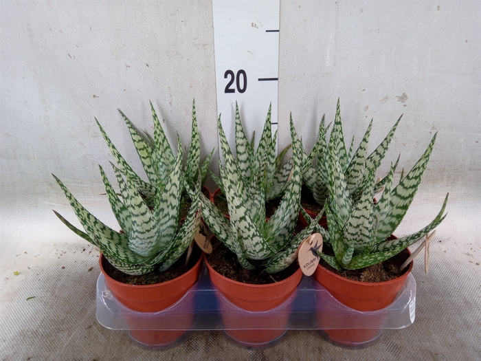 <h4>Aloe   ...</h4>