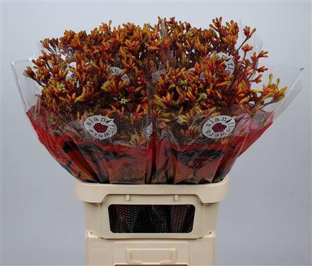 <h4>Anigoz Gold Fever</h4>