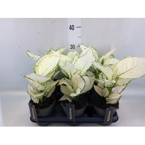 Aglaonema  'White Joy'