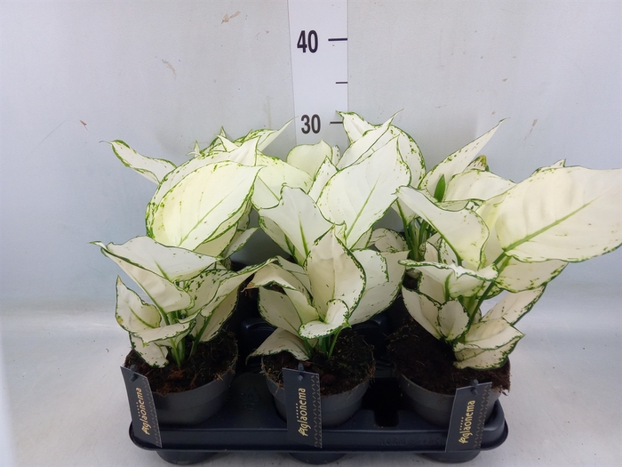 <h4>Aglaonema  'White Joy'</h4>