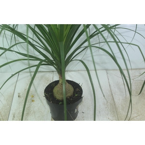 BEAUCARNEA P17