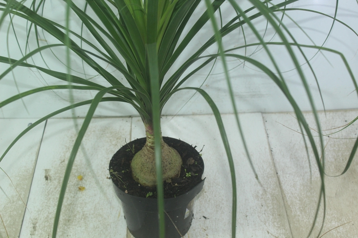 <h4>BEAUCARNEA P17</h4>