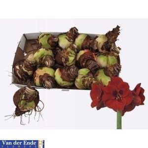BLOEMBOL HIPPEASTRUM