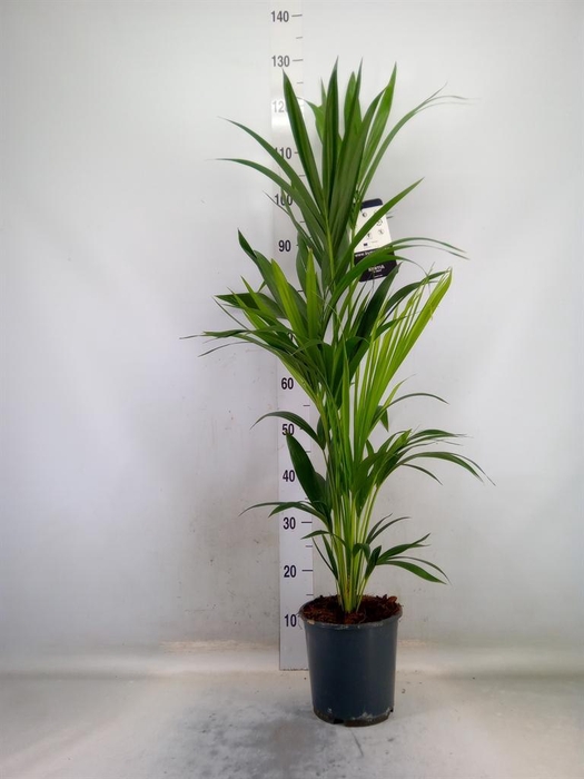 <h4>Howea forsteriana</h4>