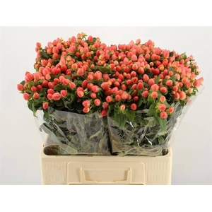 HYP MAG ROY PRINCESS