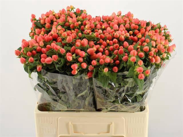 <h4>HYP MAG ROY PRINCESS</h4>