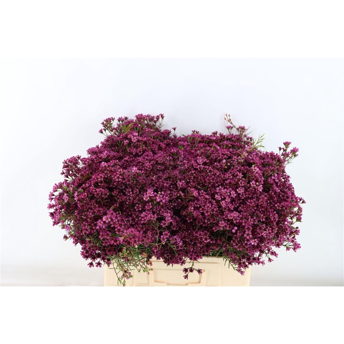 <h4>Cham Early Purple</h4>