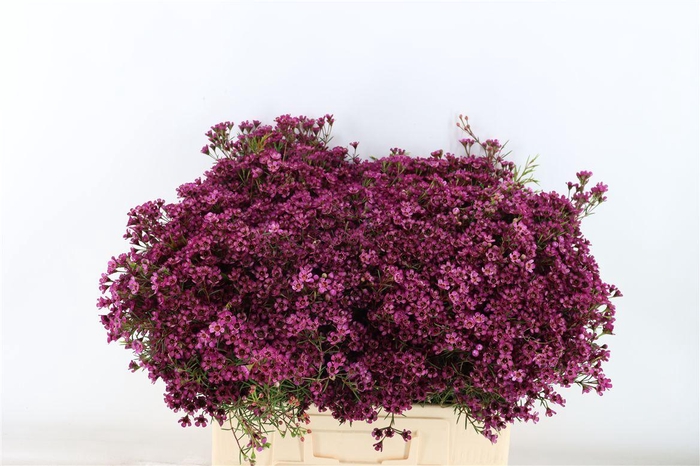 <h4>Cham Early Purple</h4>