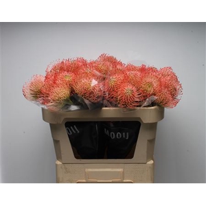 Leuco Ayoba Pink