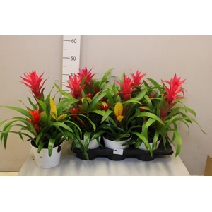 ARR BROMELIA