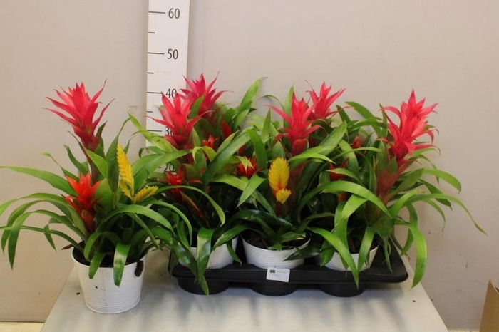 <h4>ARR BROMELIA</h4>