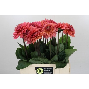 Dahlia Salmon Runner