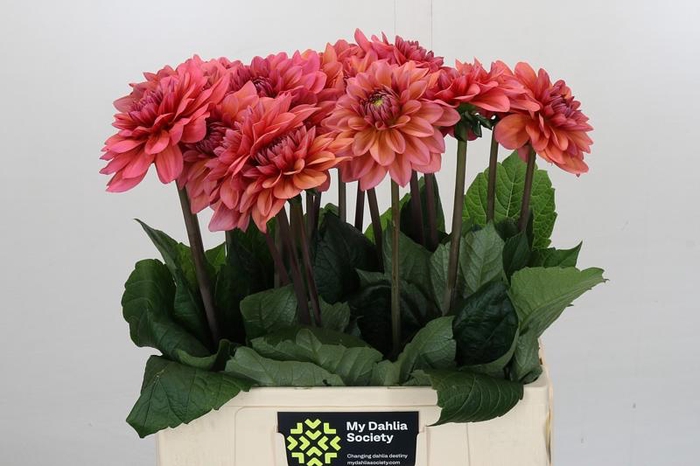 <h4>Dahlia Salmon Runner</h4>