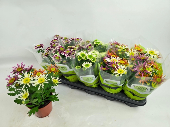 <h4>CHRYS SPLASH GEM</h4>