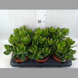 Crassula  'Hulk'