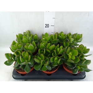 Crassula  'Hulk'