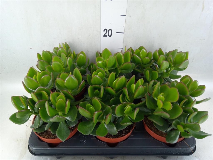 <h4>Crassula  'Hulk'</h4>