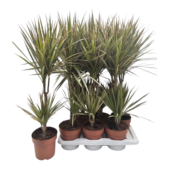 <h4>DRA MARG BICOLOR</h4>