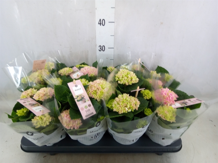 <h4>Hydrangea mac. 'Magical Revolution'</h4>