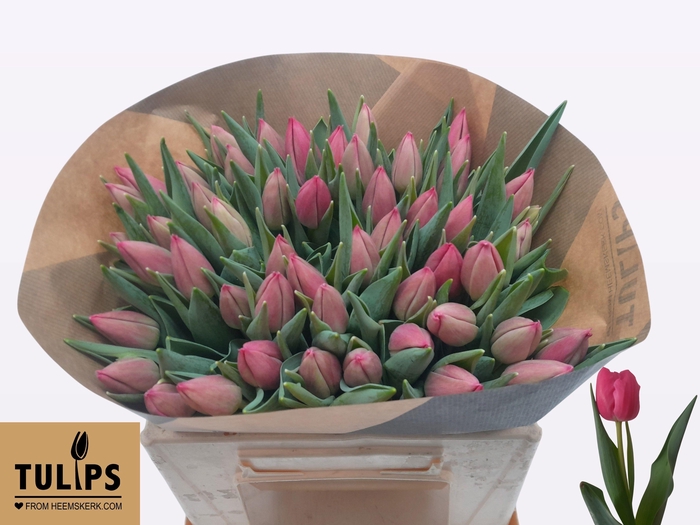 <h4>TU EN LADY BELL</h4>