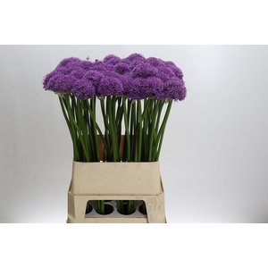 Allium Gladiator