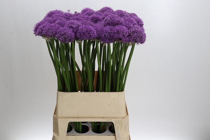 <h4>Allium Gladiator</h4>