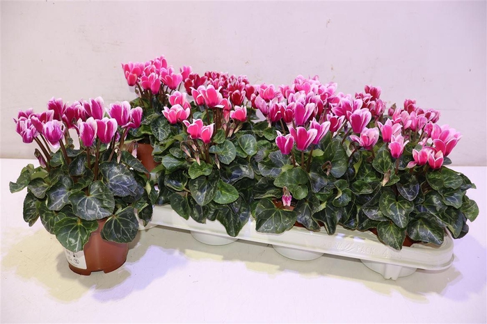 <h4>Cycl Kl Sup Fuji</h4>