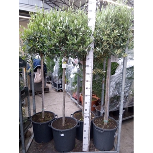 Olea europaea