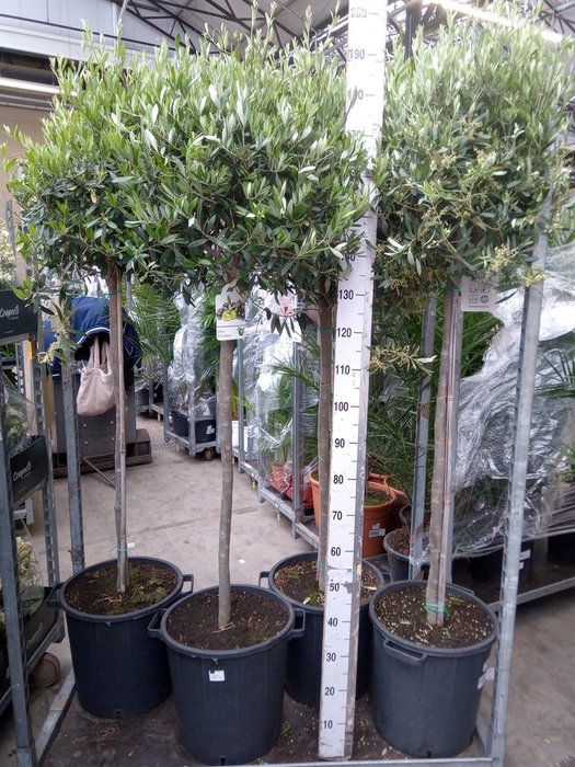 <h4>Olea europaea</h4>