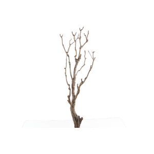 Syringa Branch Extra Landini