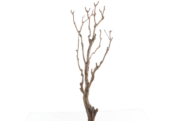 <h4>Syringa Branch Extra Landini</h4>
